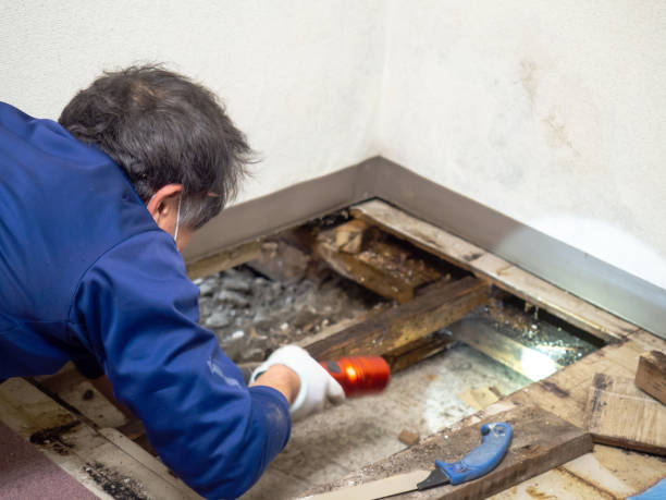 Home Mold Removal in Woodland Park, NE
