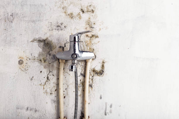 Best Best Mold Removal Companies  in Woodland Park, NE