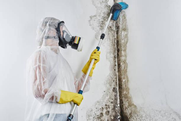 Best Black Mold Removal  in Woodland Park, NE