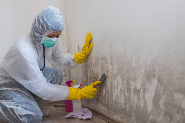 Best Attic Mold Removal  in Woodland Park, NE