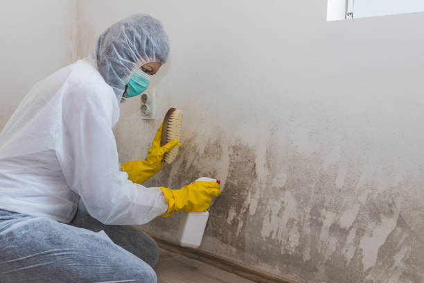 Best Mold Cleaning Services  in Woodland Park, NE