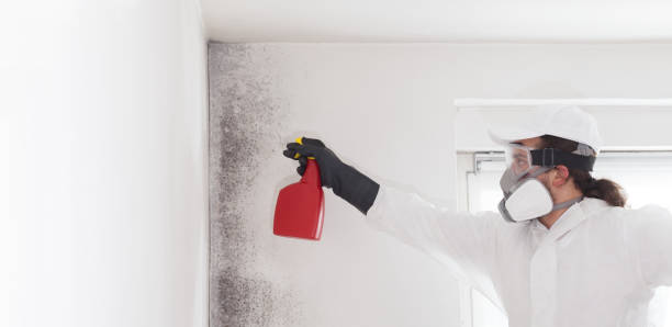 Best Toxic Mold Removal  in Woodland Park, NE