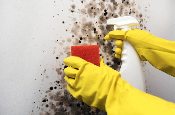 Trusted Woodland Park, NE Mold Removal Experts