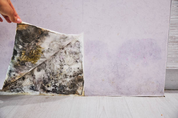 Best Affordable Mold Removal  in Woodland Park, NE